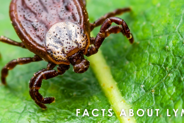 Facts About Lyme Disease